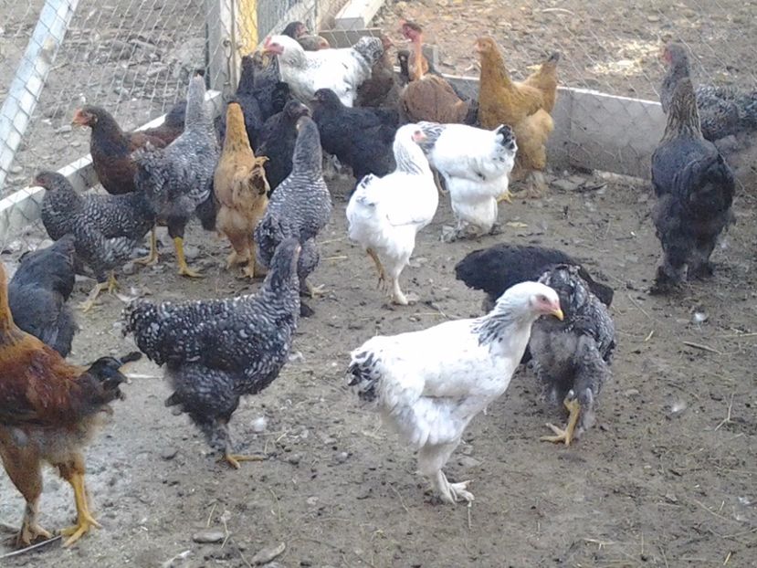 2011-03-12 09.03.37 - Pui 2017