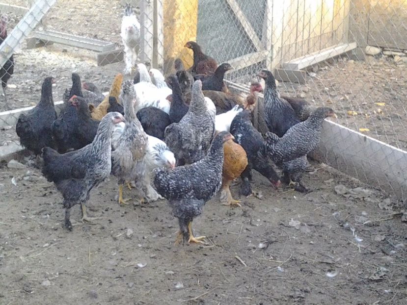 2011-03-12 09.03.47 - Pui 2017