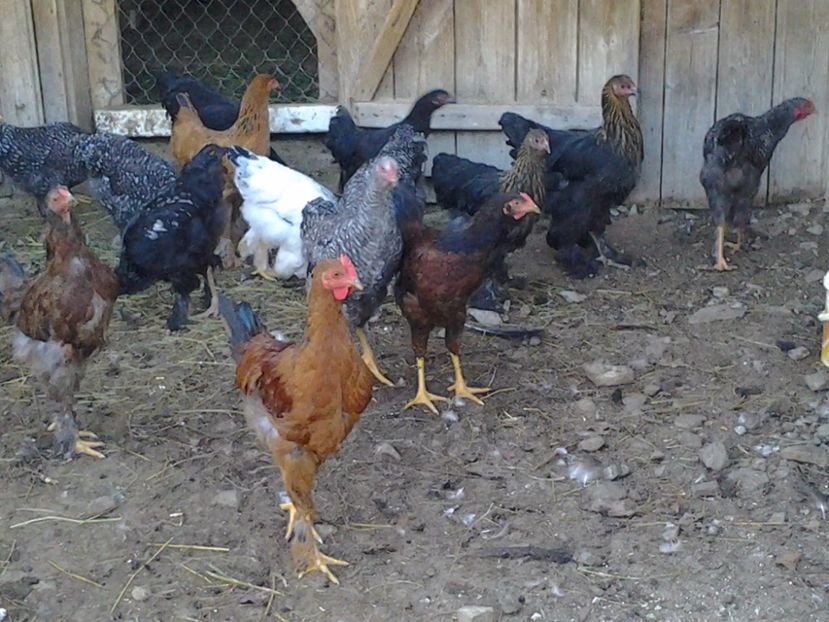 2011-03-12 09.05.18 - Pui 2017