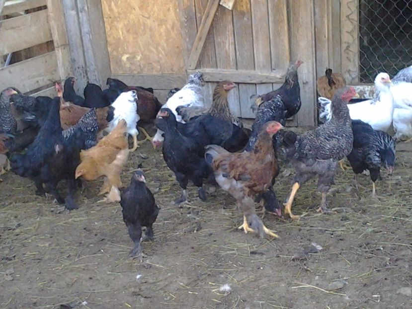 2011-03-12 09.05.39 - Pui 2017