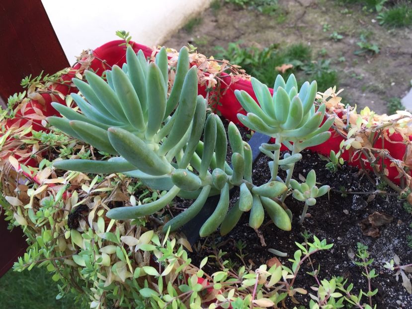 9B1128B1-3066-4169-8B8B-E5EC054D8821 - GRADINA 2017