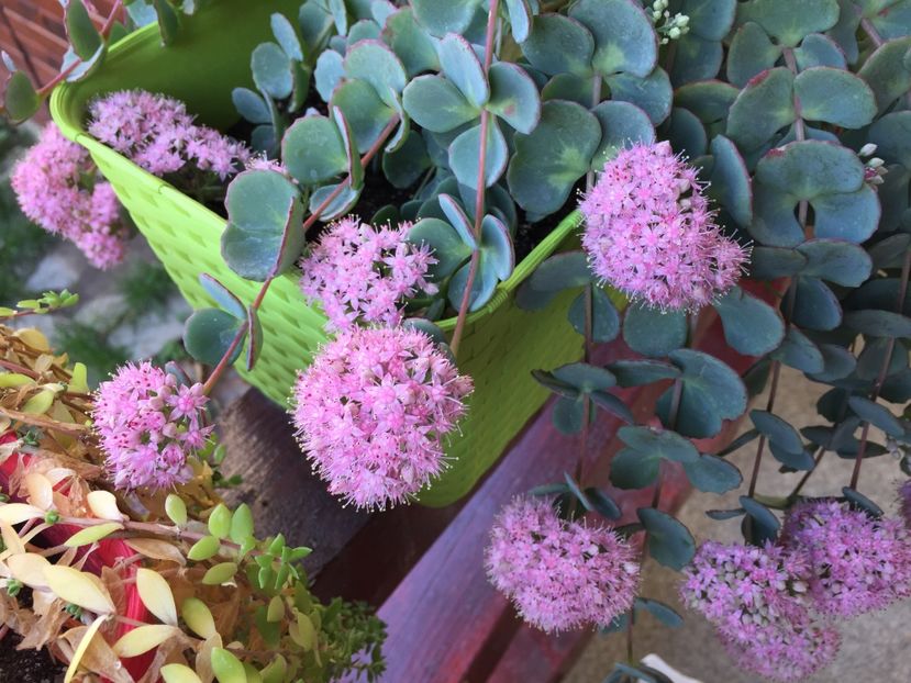 6D34FD6C-2E10-4F93-B88D-587D27B54B51 - GRADINA 2017