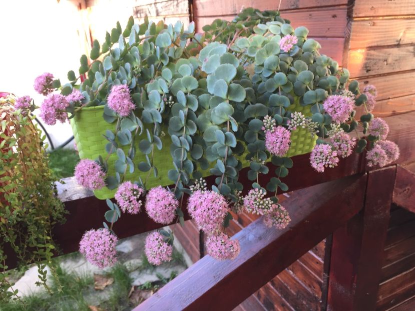 B2157EB8-D0E4-4F19-9FA5-D8E30235625A - GRADINA 2017