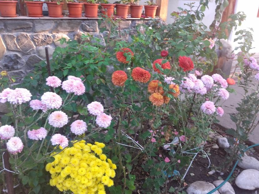  - 2017 gradina