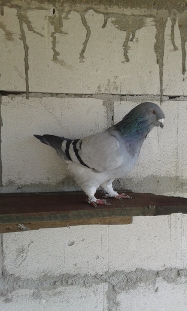  - tineret cuci- albastri 2017