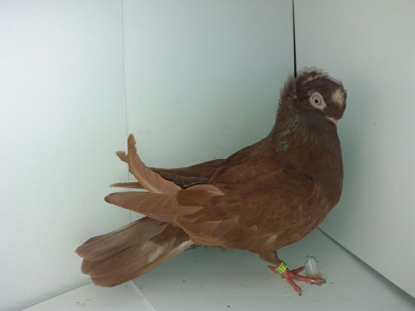 9040  femelă  2017_2 - pui 2017 BM