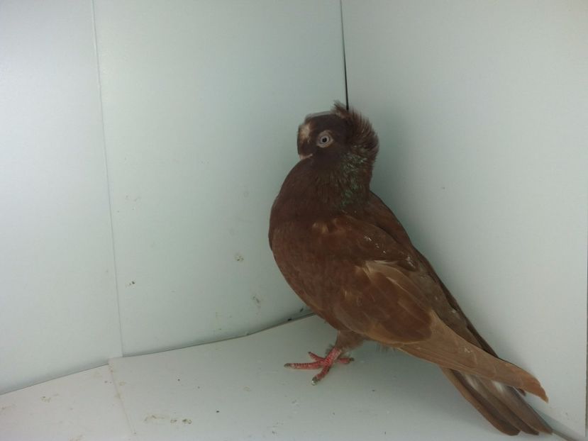 9040  femelă  2017_3 - pui 2017 BM