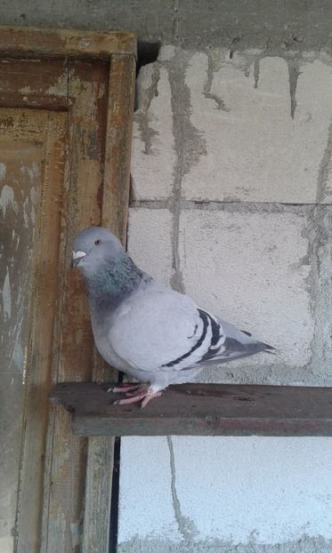  - tineret cuci- albastri 2017