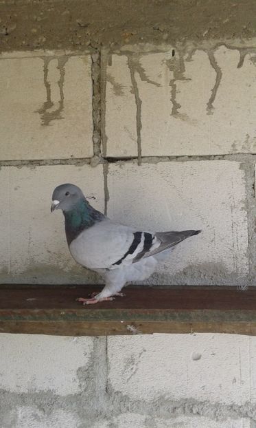  - tineret cuci- albastri 2017