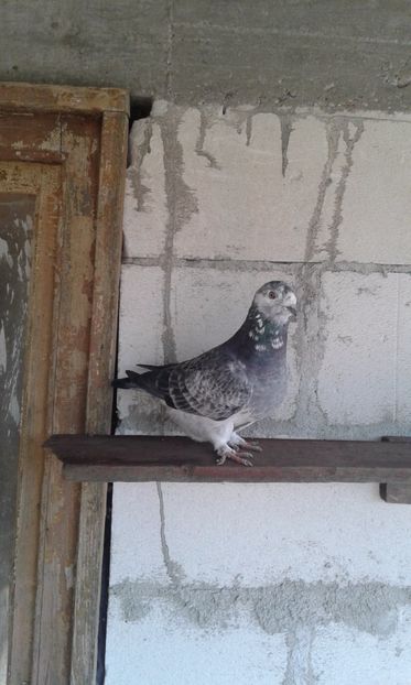  - tineret cuci- albastri 2017