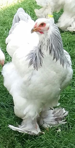  - Brahma herminat deschis pe albastru 2017