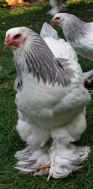  - Brahma herminat deschis pe albastru 2017