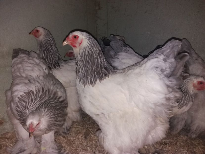  - Brahma herminat deschis pe albastru 2017