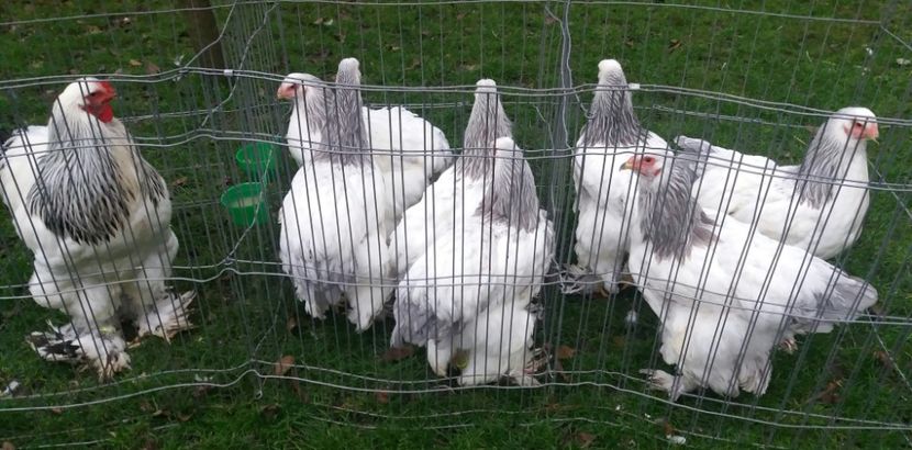  - Brahma herminat deschis pe albastru 2017