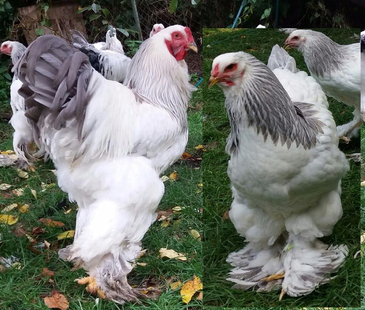  - Brahma herminat deschis pe albastru 2017