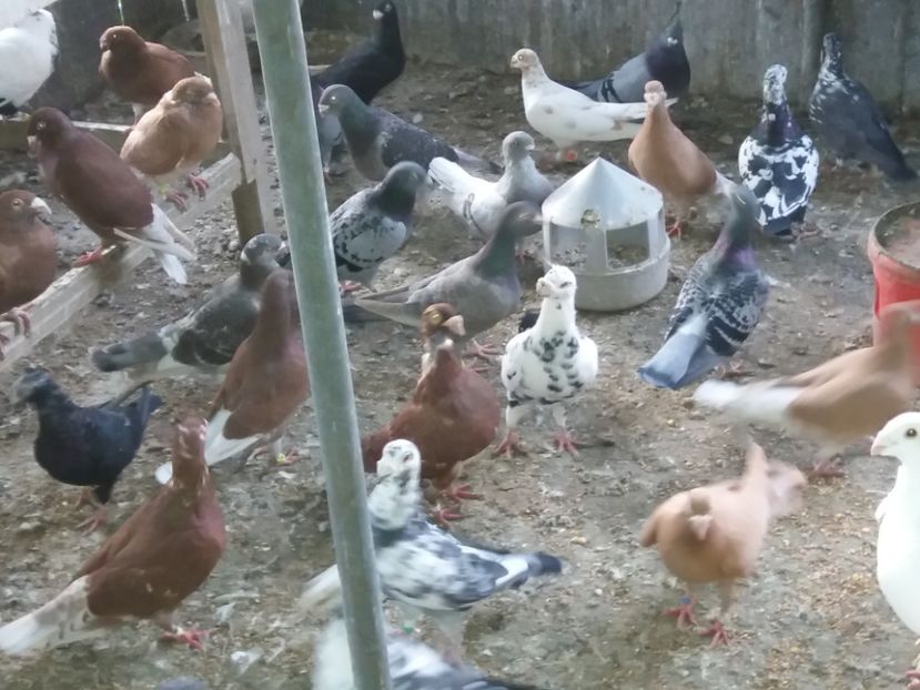  - Porumbei la gramada