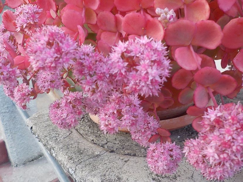  - sedum sieboldii