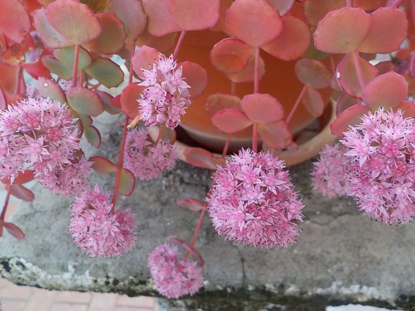  - Genul Sedum