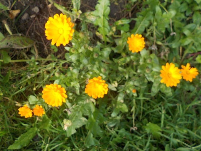  - galbenele in gradina