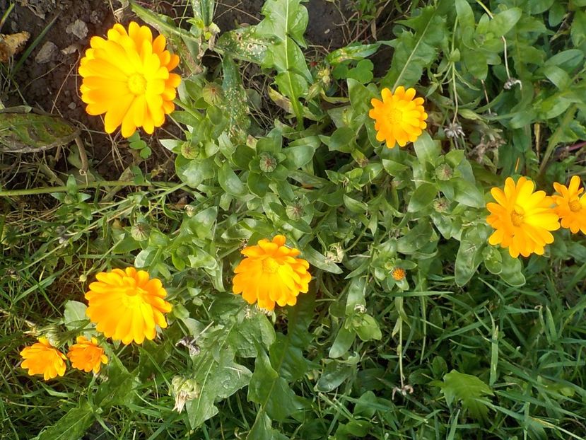  - galbenele in gradina