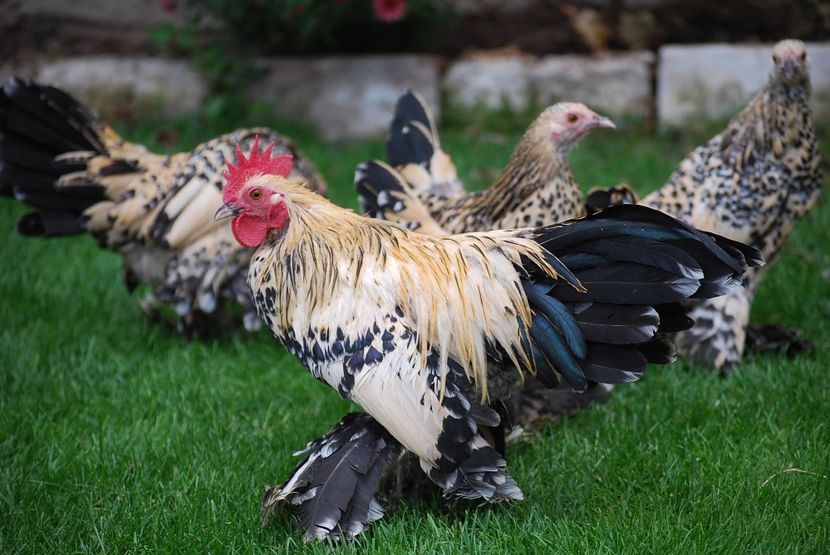  - mii de flori lemon