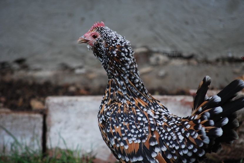  - Mii de flori portelan rosu barbos