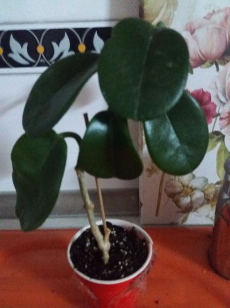 Hoya Australis - gradina