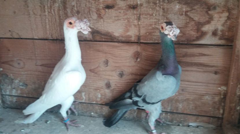 mascul 2015 femela 2016   vinduti - vinzare carieri 2017