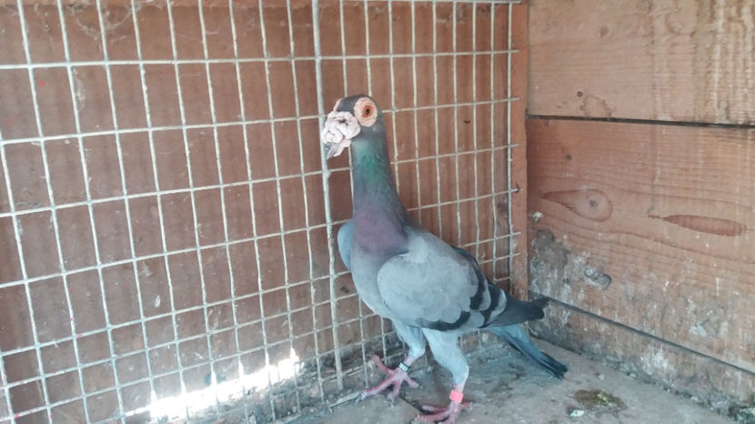 femela 2016  vinduta - vinzare carieri 2017