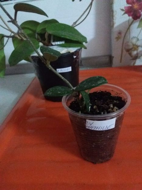 Hoya Matilde, Multumesc Myrela - gradina