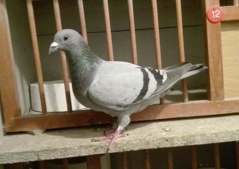 030096-2016 - PORUMBEI