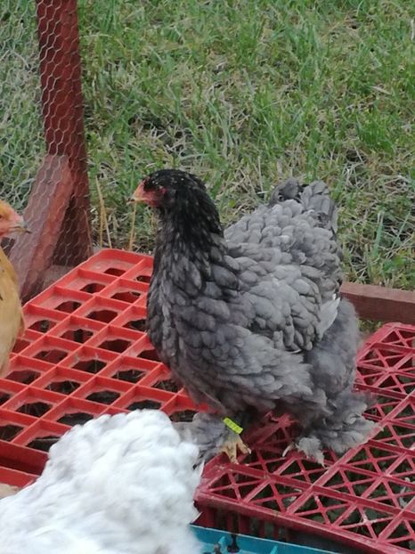 Cochinchina urias albastru - Pui de brahma si cochinchina urias 2017