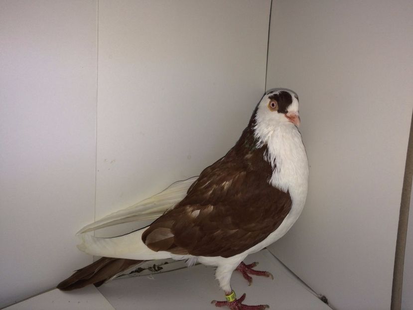 8957 mascul 2017_2 - tineret 2017