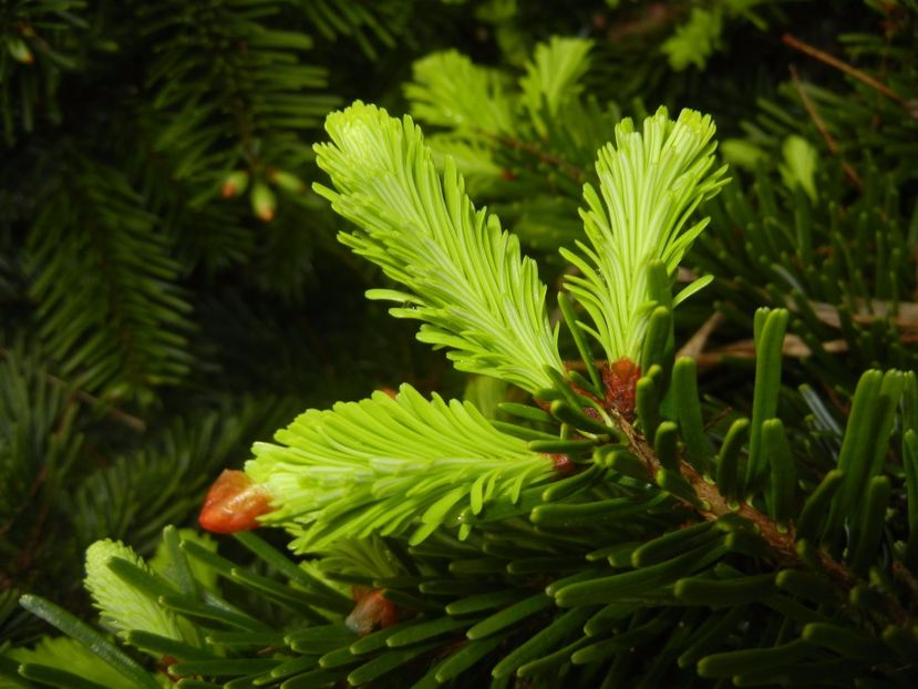 Abies nordmanniana (2017, Apr.30) - Abies nordmanniana