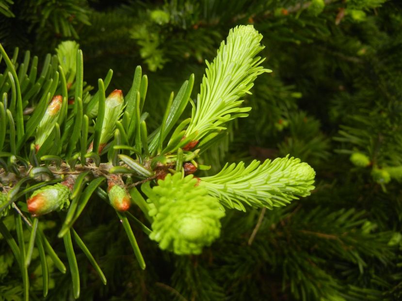 Abies nordmanniana (2017, Apr.30) - Abies nordmanniana