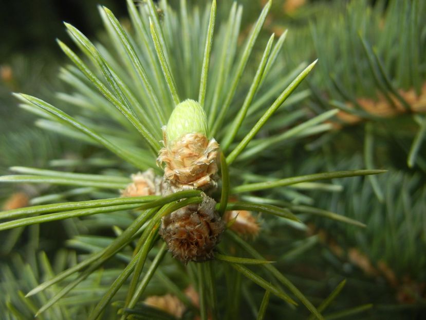 Picea abies (2017, April 09) - Picea abies 2008