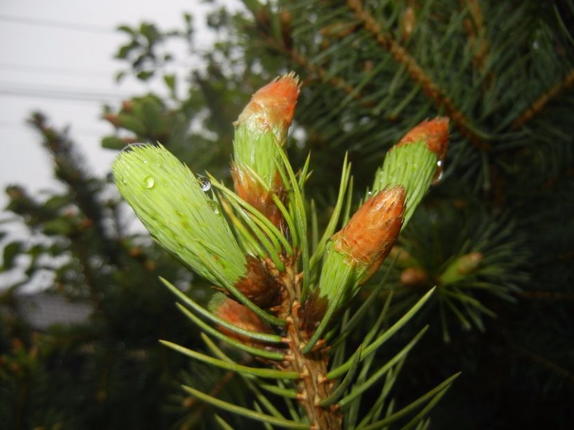 Picea abies (2017, April 20) - Picea abies 2008