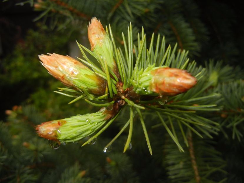 Picea abies (2017, April 20) - Picea abies 2008