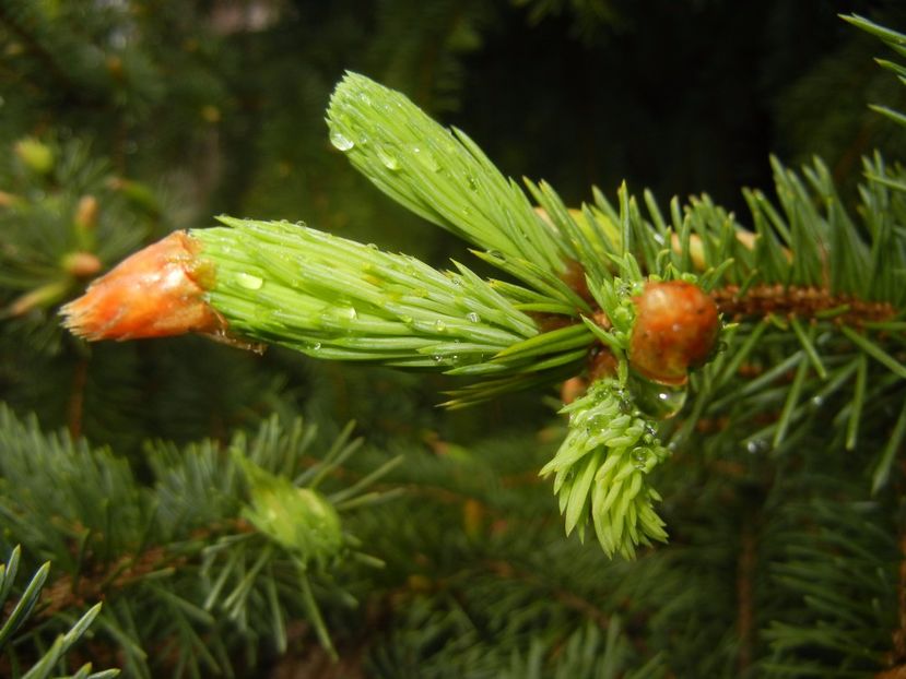 Picea abies (2017, April 20) - Picea abies 2008