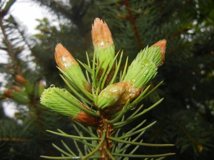 Picea abies (2017, April 20) - Picea abies 2008