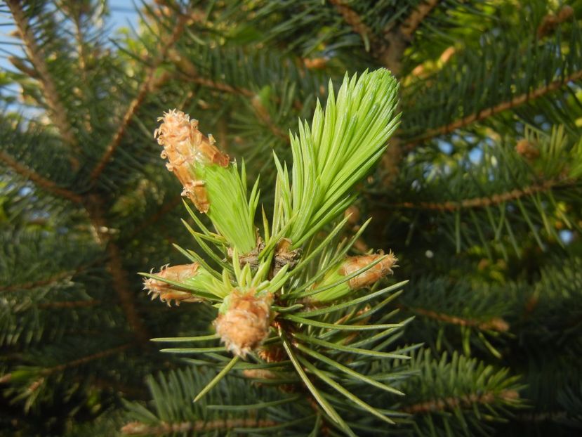 Picea abies (2017, April 24) - Picea abies 2008