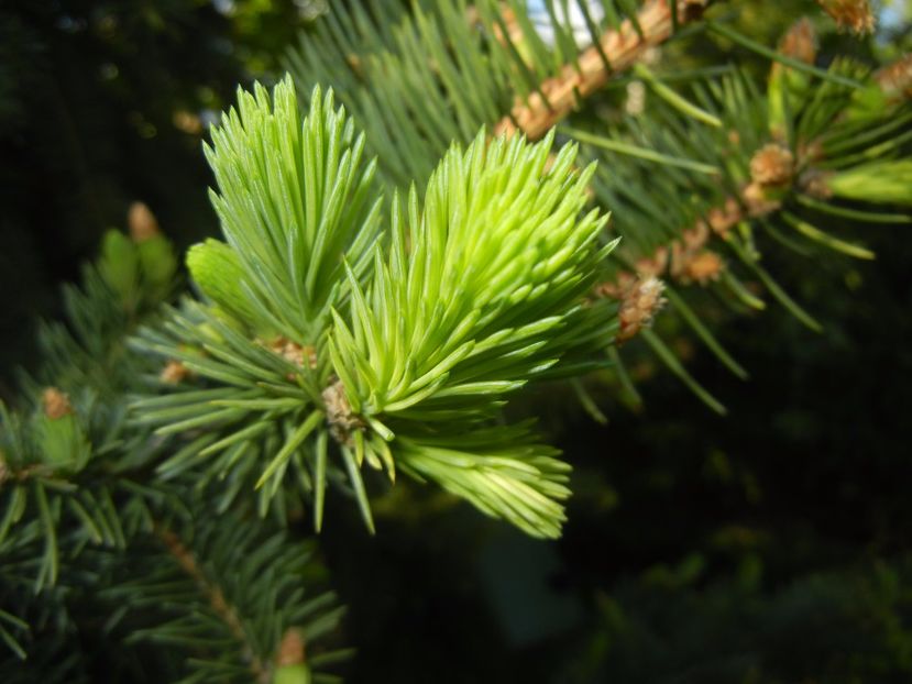 Picea abies (2017, April 24) - Picea abies 2008