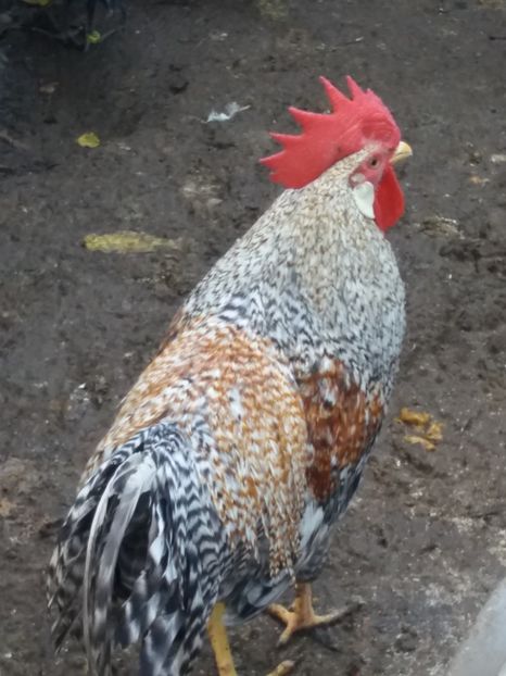  - 1 ITALIANA CRELE 2017