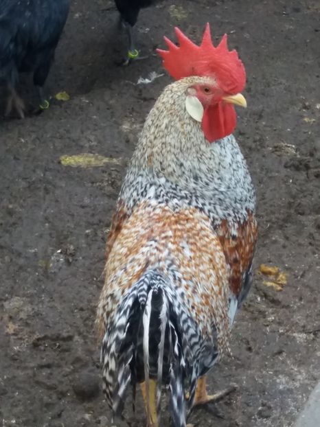  - 1 ITALIANA CRELE 2017