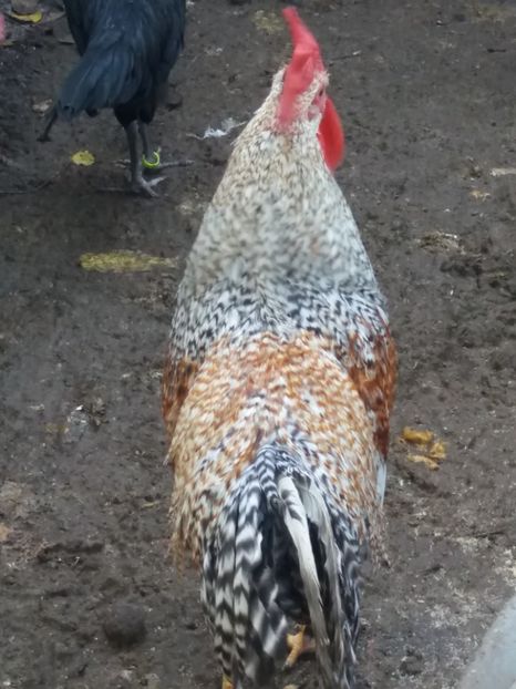  - 1 ITALIANA CRELE 2017