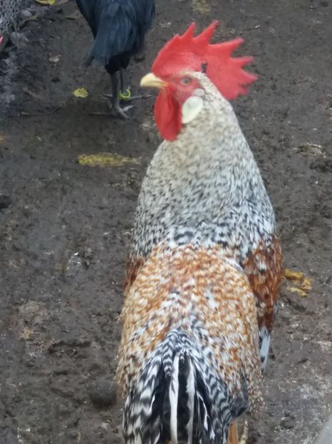  - 1 ITALIANA CRELE 2017