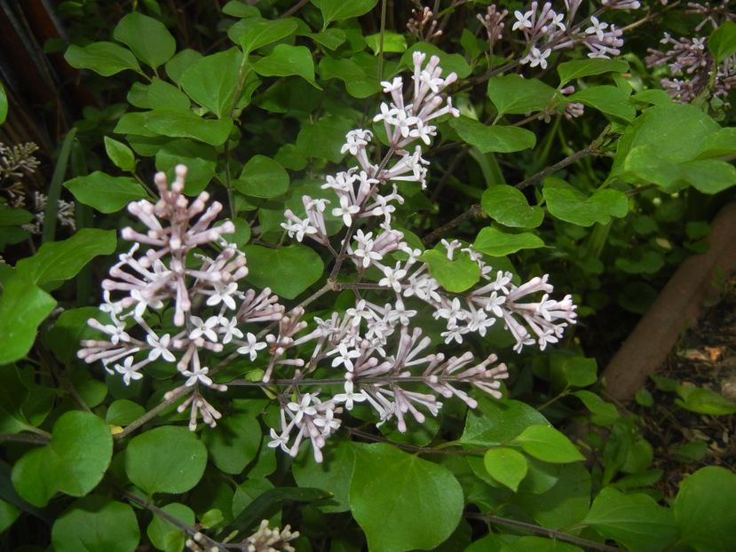 Syringa patula Miss Kim (2017, May 05) - Liliac_Syringa patula Miss Kim