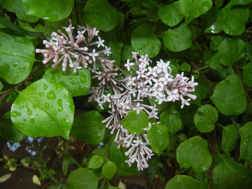 Syringa patula Miss Kim (2017, May 05) - Liliac_Syringa patula Miss Kim