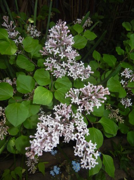 Syringa patula Miss Kim (2017, May 05) - Liliac_Syringa patula Miss Kim