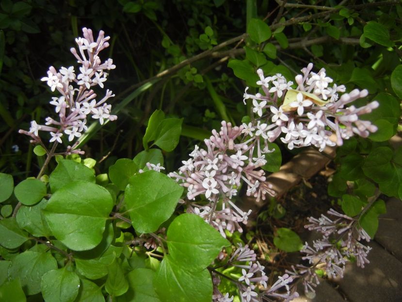Syringa patula Miss Kim (2017, May 06) - Liliac_Syringa patula Miss Kim